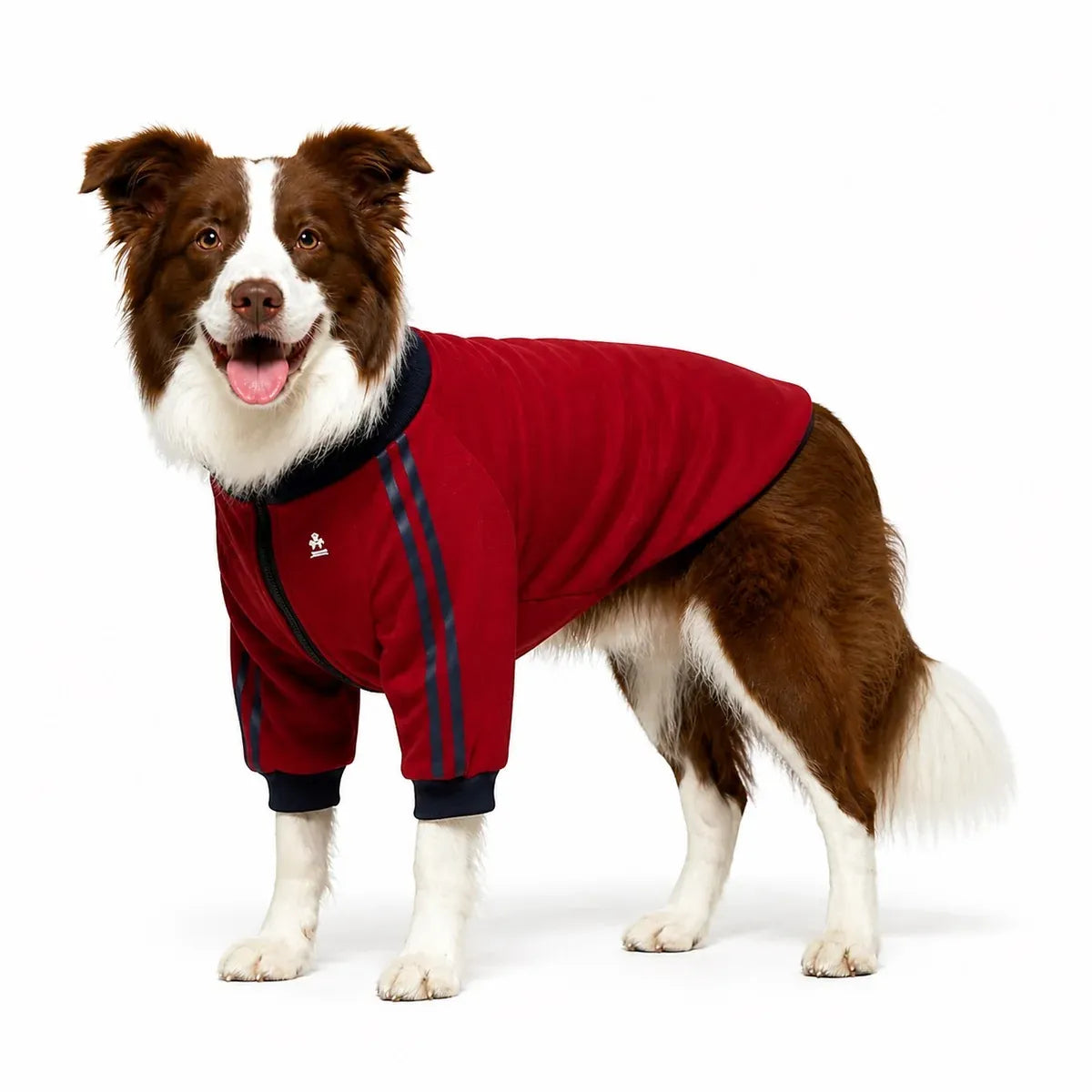 Dog wearing a burgundy four-leg coat with navy trim on a pure white background