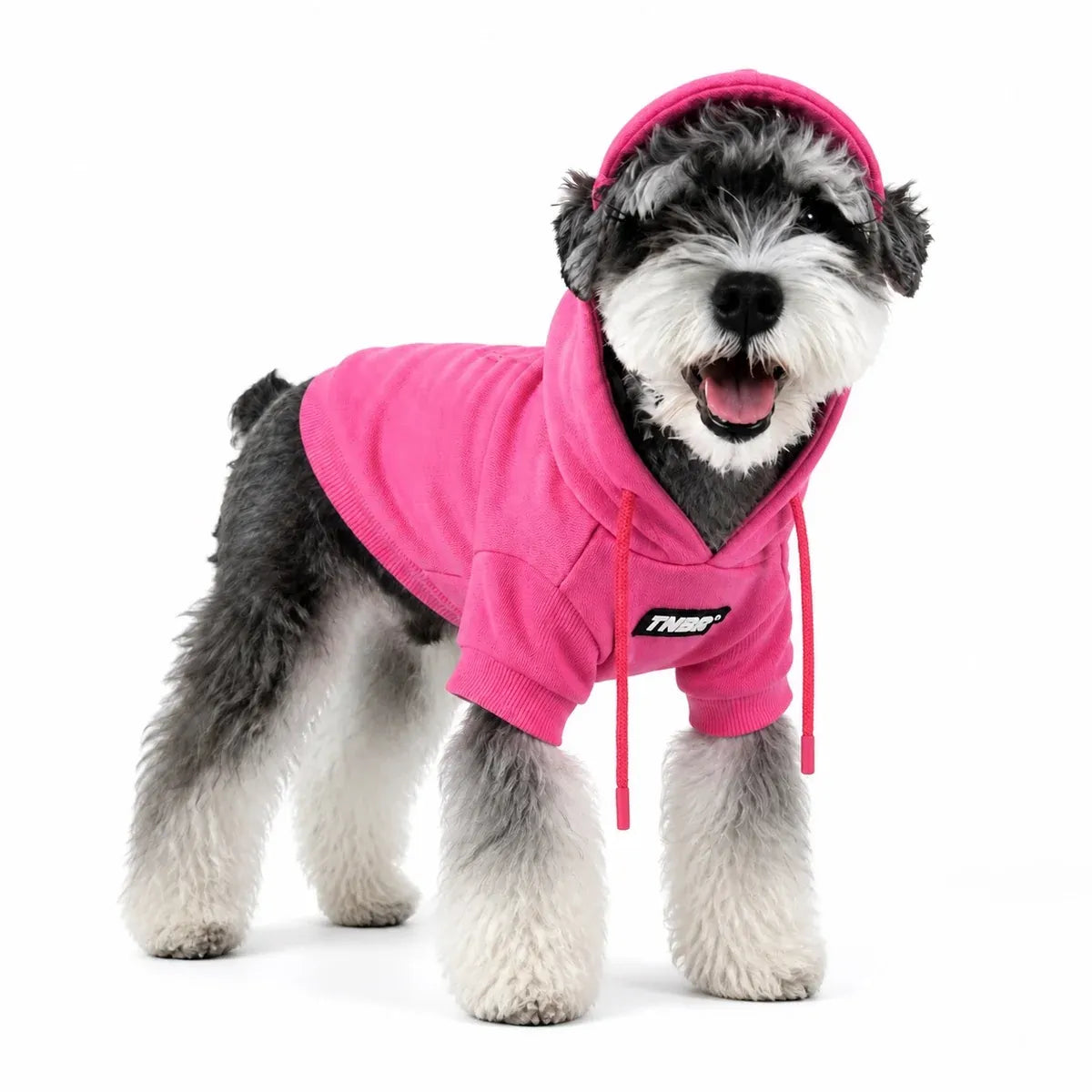 Dog wearing a pink hooded sweatshirt on a pure white background