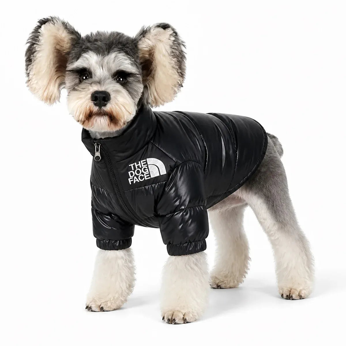 dog wearing a Purple padded dog jacket