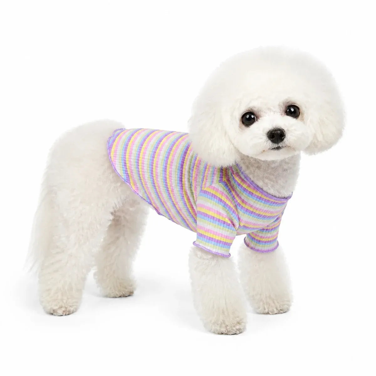 Dog wearing a purple-trim rainbow striped sweatshirt on a pure white background