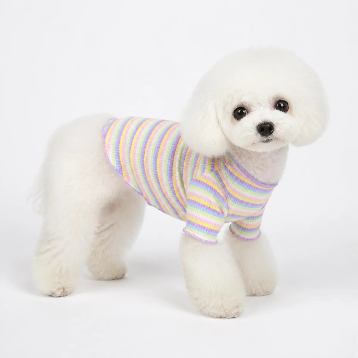 small dog wearing a Purple Trim Rainbow rainbow striped cotton dog sweatshirt