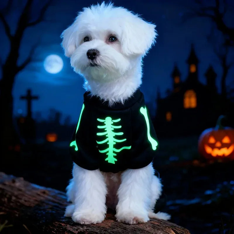 Small dog wearing a black skeleton four-leg costume with luminous bone graphics at night