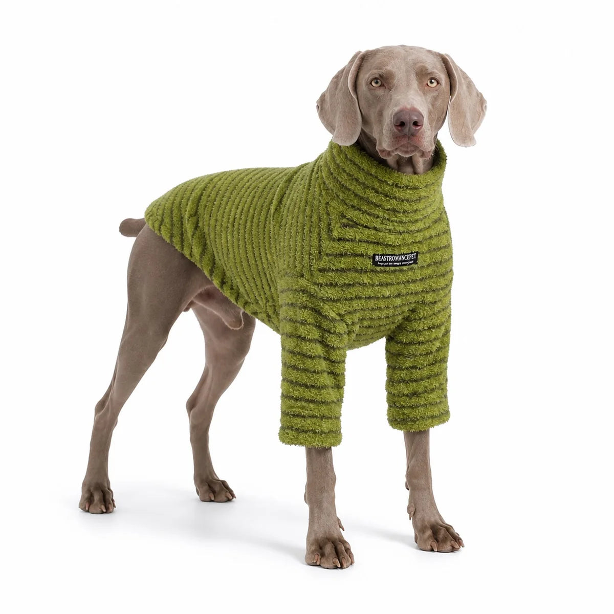 large dog wearing a Green striped fleece dog sweater