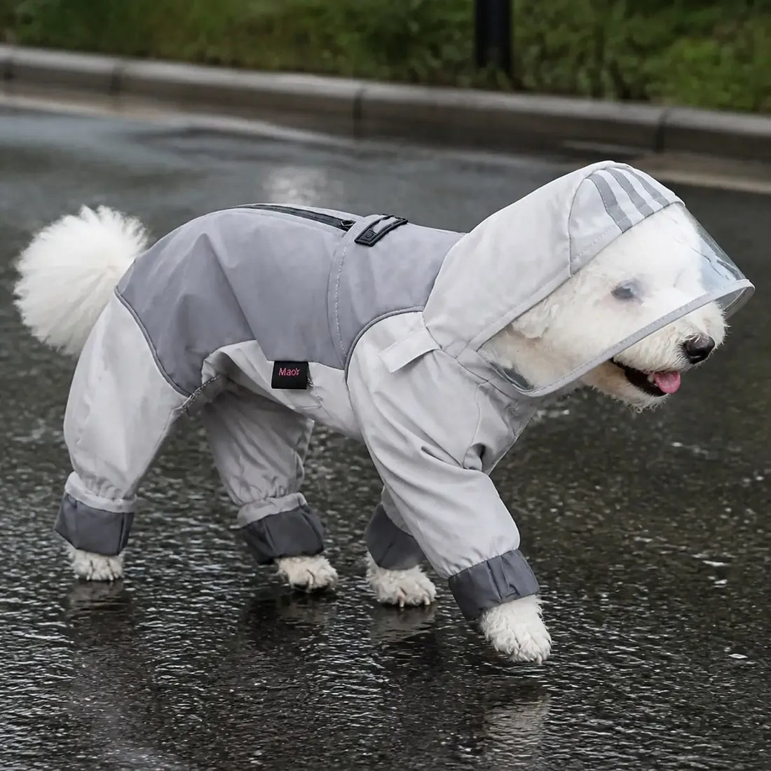 Dog wearing a gray full-coverage raincoat on an outdoor walk