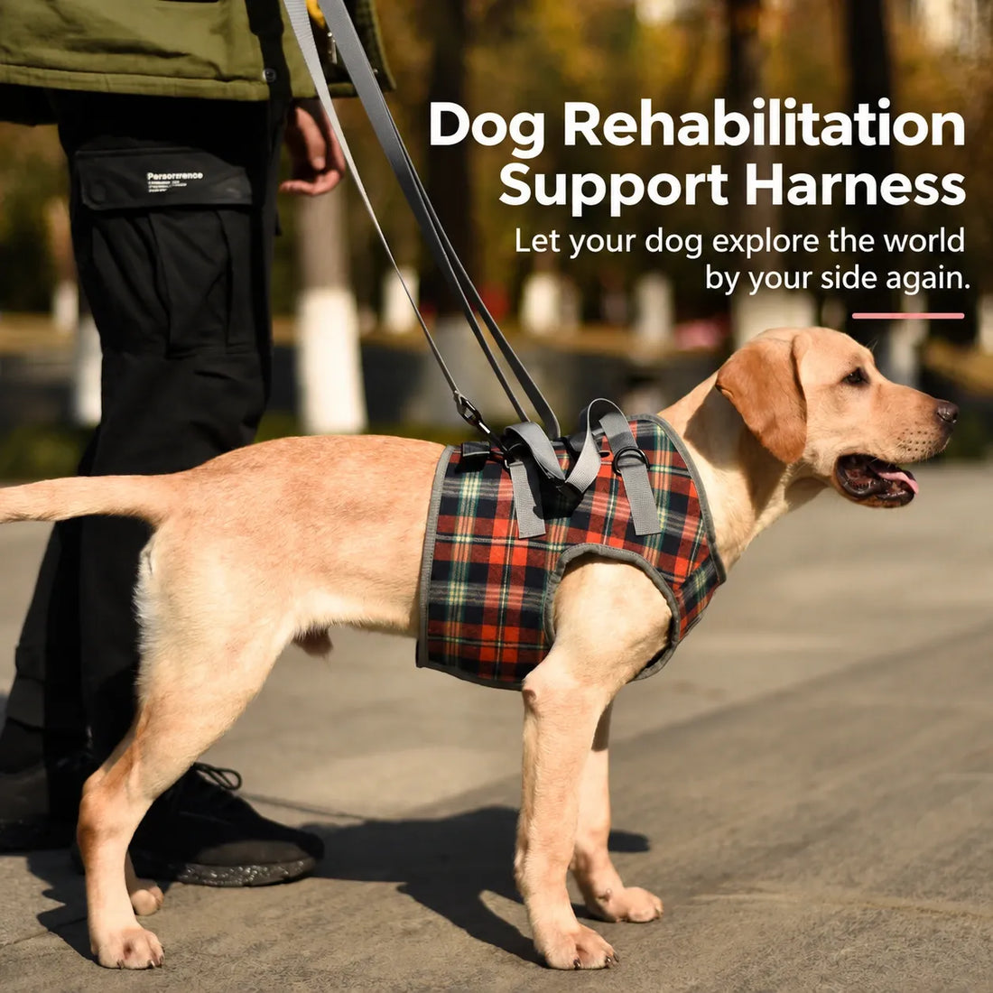 Senior dog wearing a plaid rear leg support harness during a walk