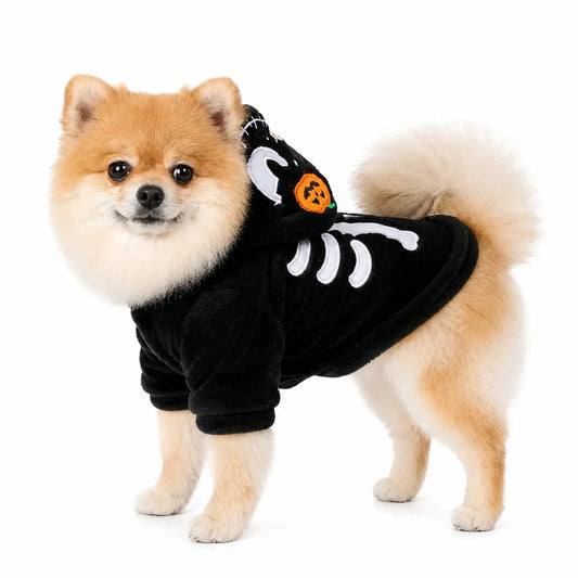 Small dog wearing a black pumpkin skeleton Halloween costume on a white background
