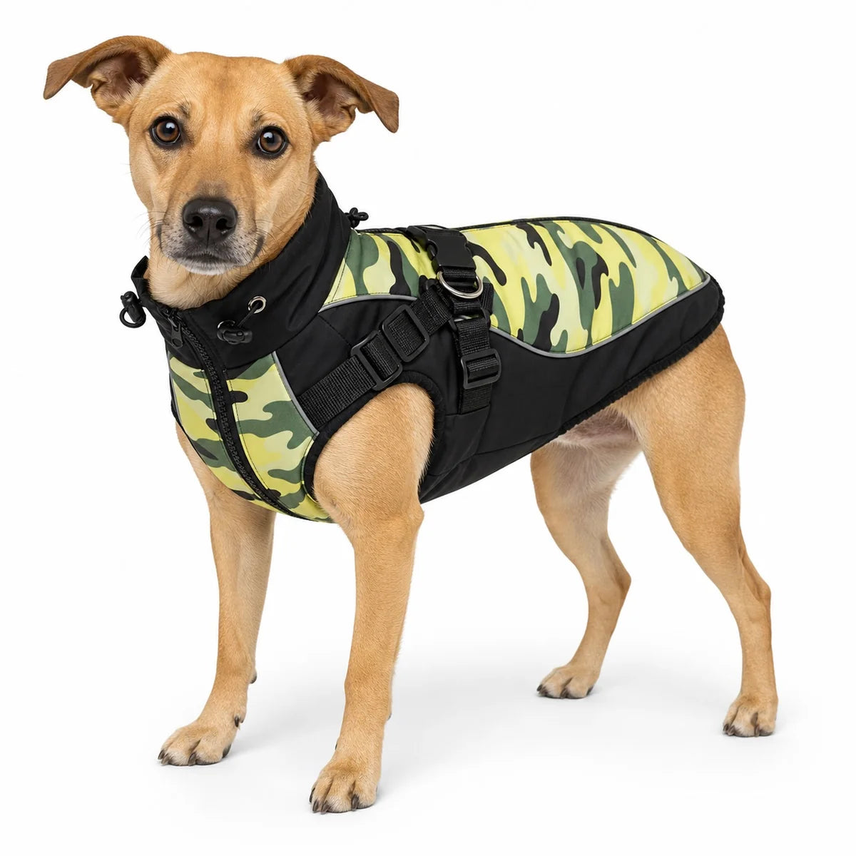 Dog wearing the green camouflage harness vest on a white background