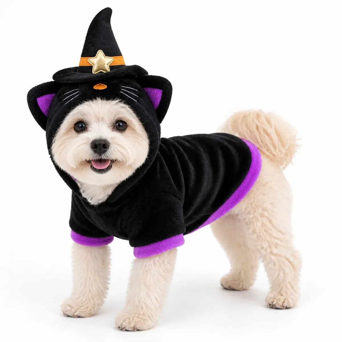 Small cream-colored dog standing in a black witch cat hooded costume with purple trim and upright witch hat on white background