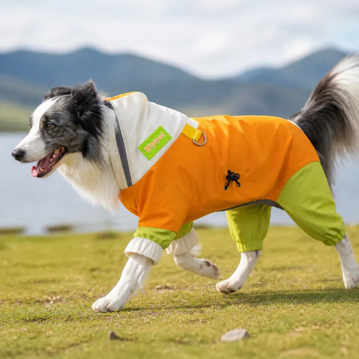 Hooded Dog Rain Jacket worn by a dog during an everyday outing