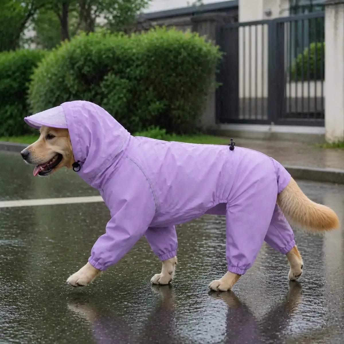 Full-Coverage Dog Rain Suit worn by a dog during an everyday outing