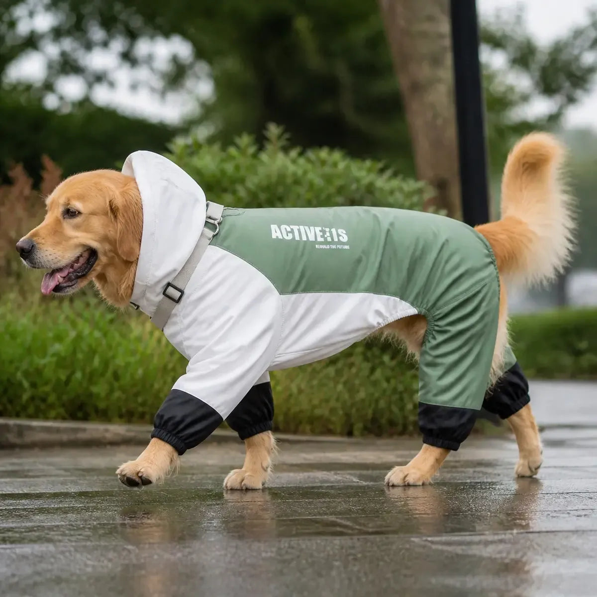 Colorblock Dog Raincoat worn by a dog during an everyday outing