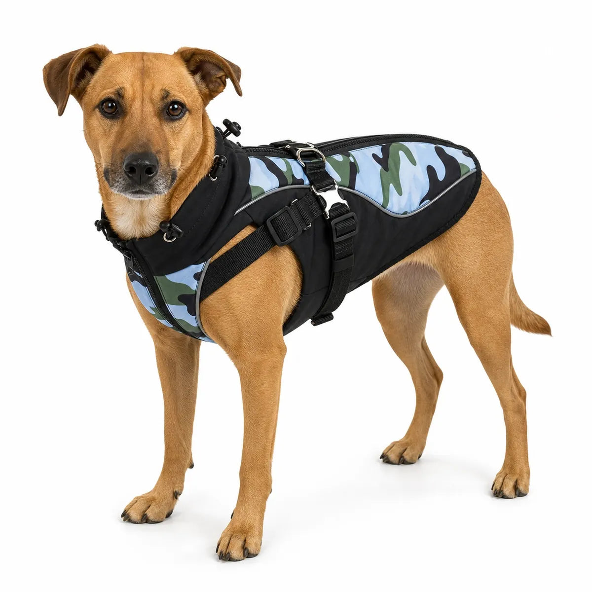 Dog wearing the blue camouflage harness vest on a white background