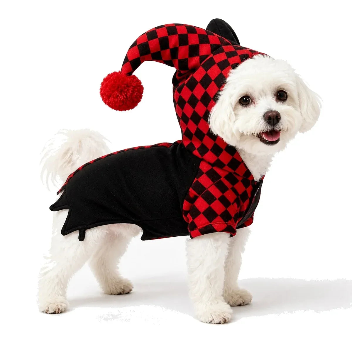 Small white dog wearing a black and red checkerboard jester costume on a pure white background