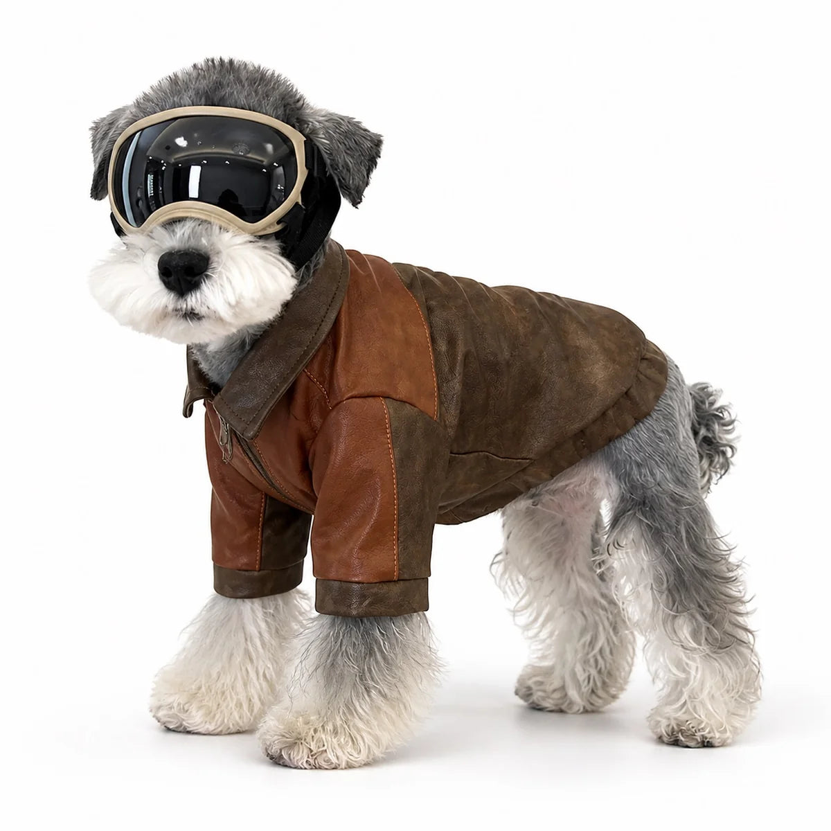 dog wearing a Brown Colorblock brown colorblock dog jacket