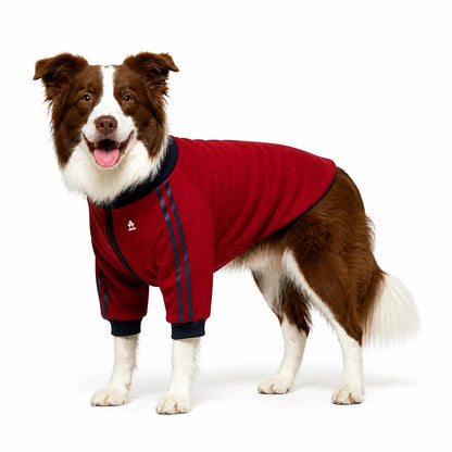 Dog wearing a burgundy four-leg coat with navy trim on a pure white background