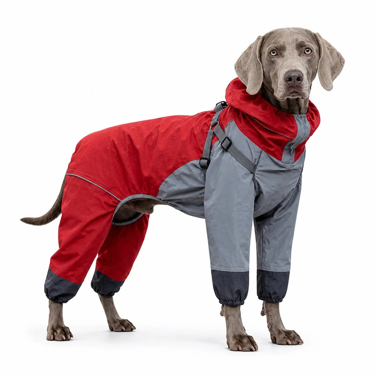 Red colorway 03 full-coverage large dog raincoat worn by a pet on a white background, image 4