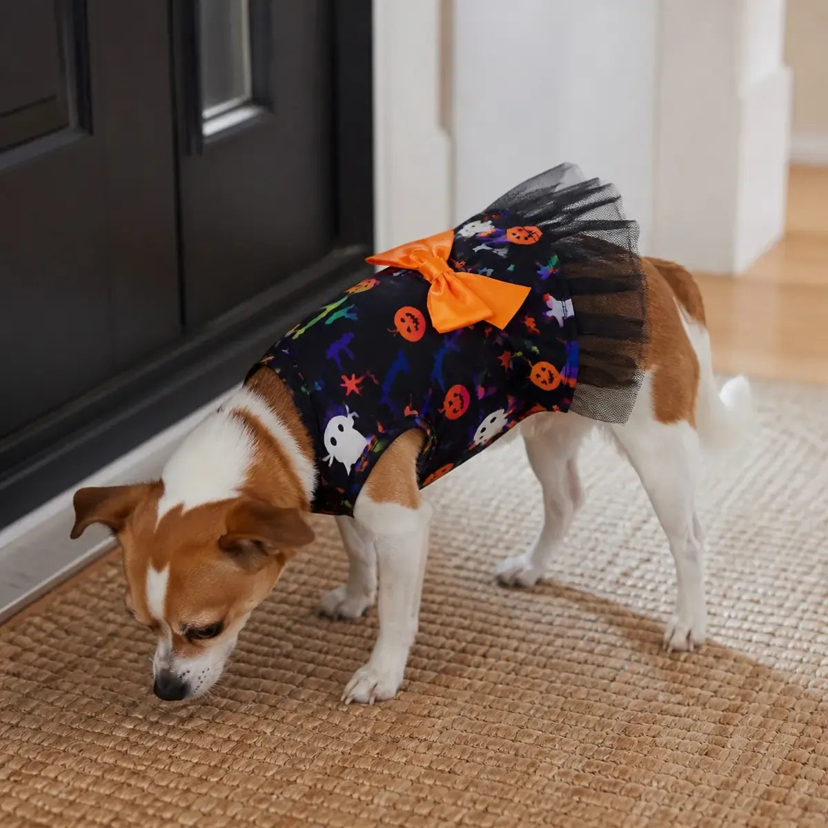 Small dog wearing a black tulle Halloween pet dress indoors