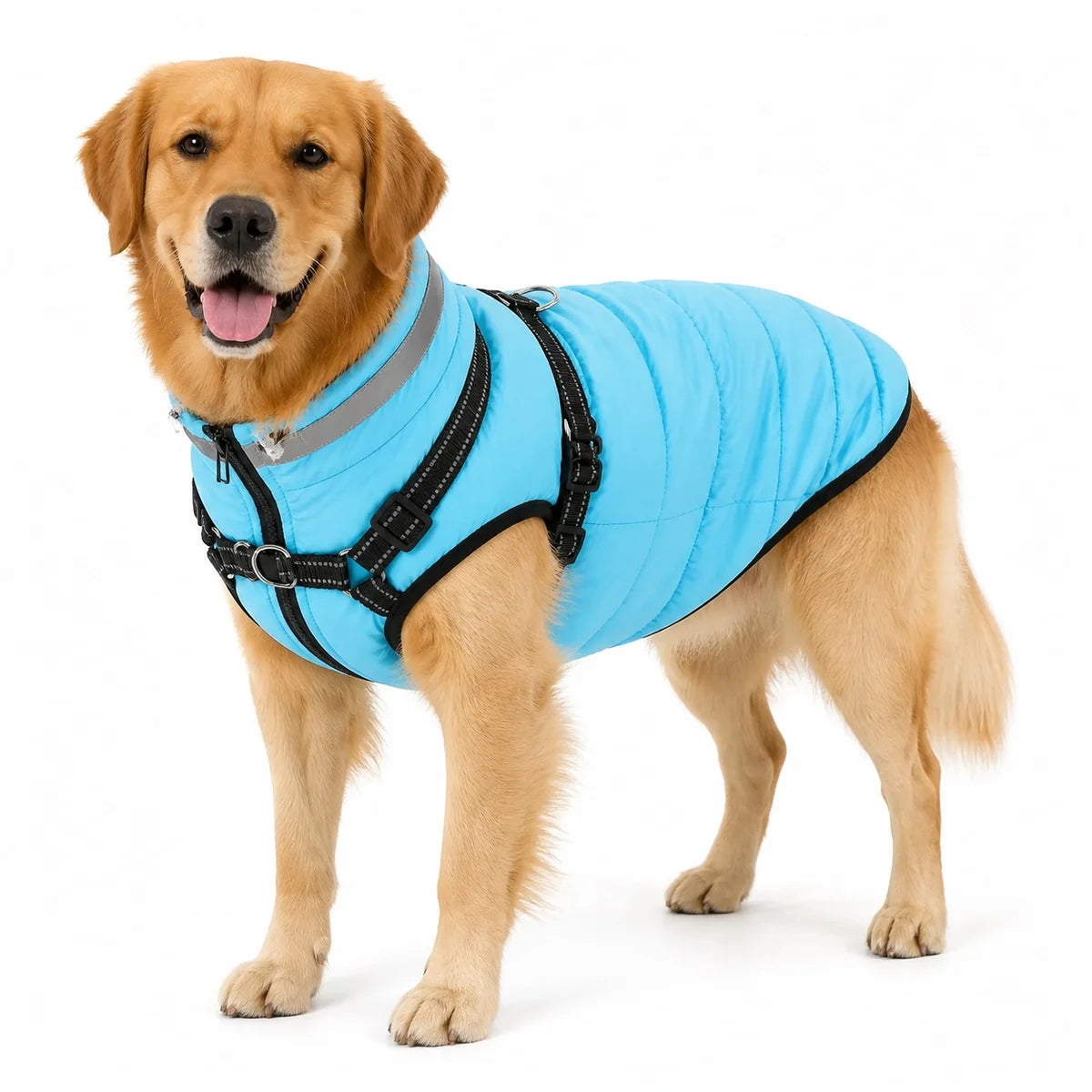 dog wearing a Lake Blue padded dog coat with harness straps