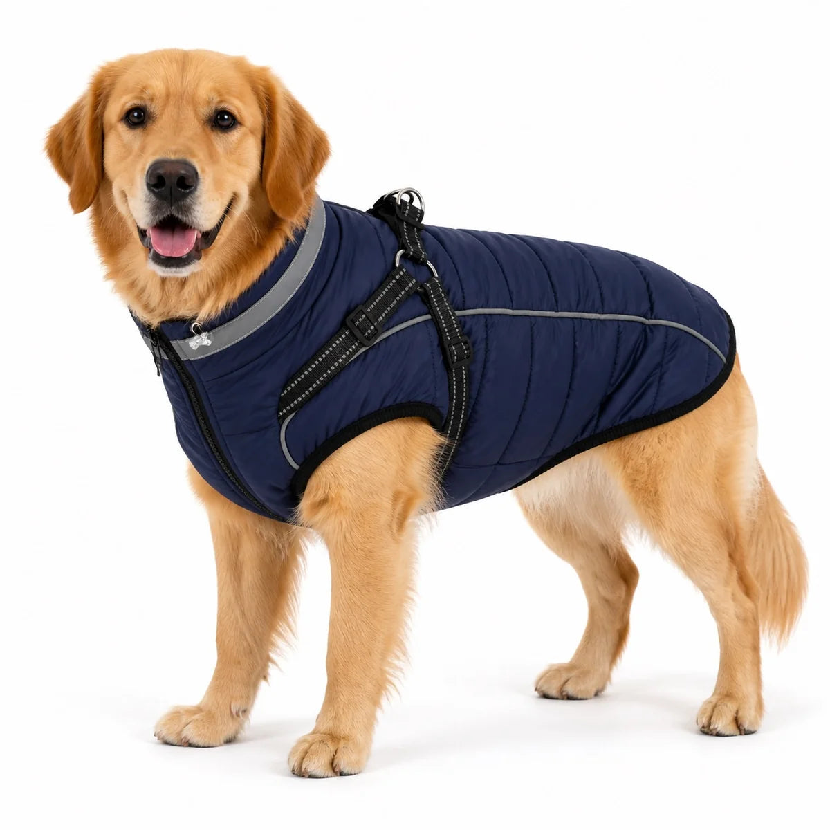 dog wearing a Navy padded dog coat with harness straps