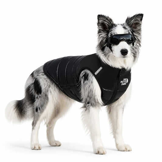 dog wearing a Black padded dog vest