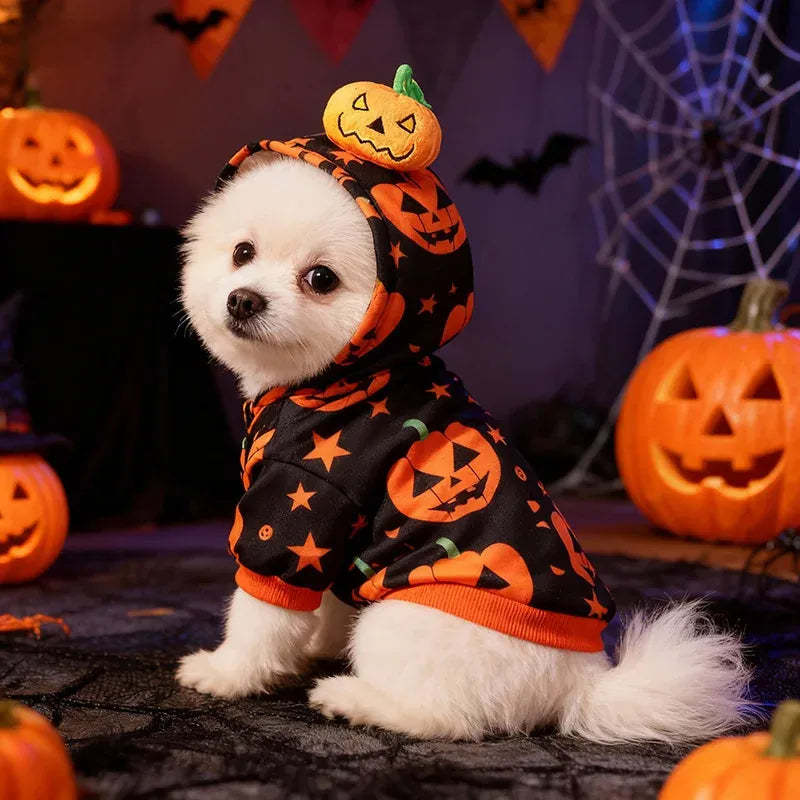 Small white dog wearing a cute pumpkin Halloween dog costume