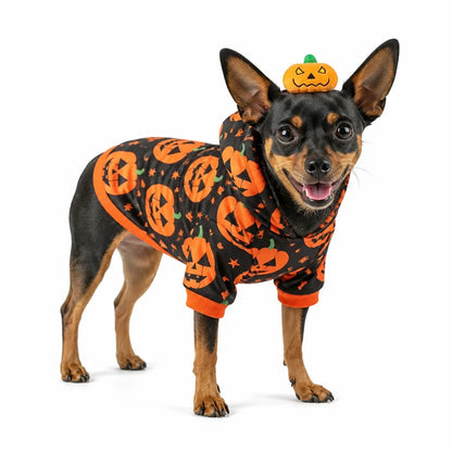 Dog wearing a black pumpkin dog costume with a Halloween hood