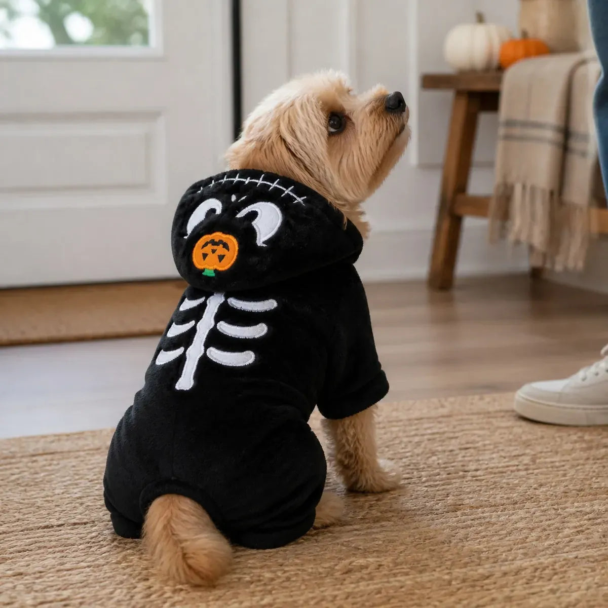 Small dog sitting indoors in a black pumpkin skeleton costume