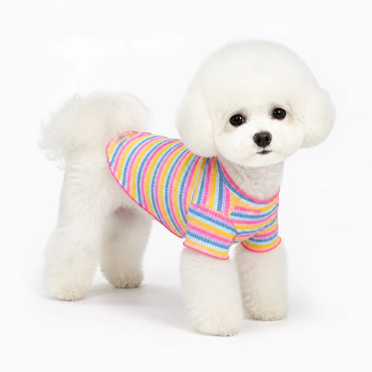 small dog wearing a Pink Trim Rainbow rainbow striped cotton dog sweatshirt