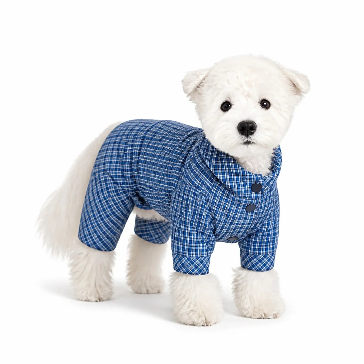 dog wearing a Blue Plaid Reversible reversible blue plaid dog coat