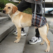 Blue plaid hind legs