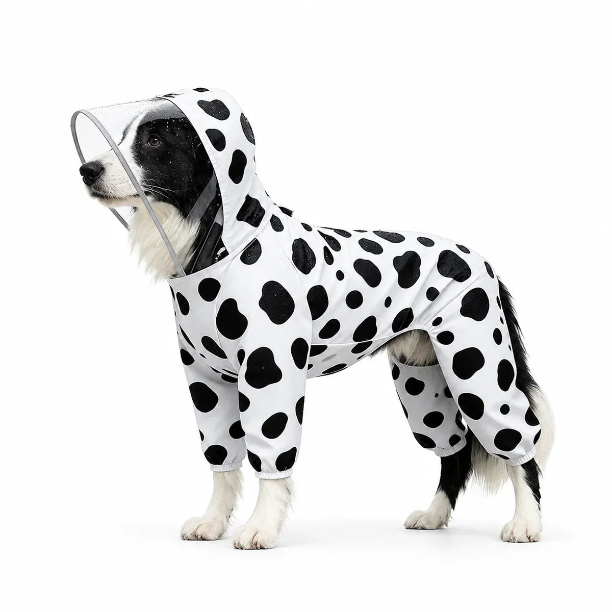 Black and white dog wearing a spotted full-coverage raincoat with clear hood visor