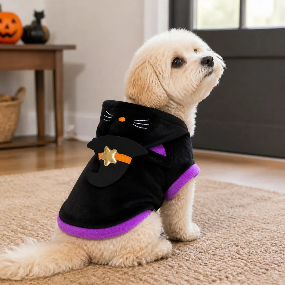 Small dog sitting indoors in a black witch cat Halloween costume