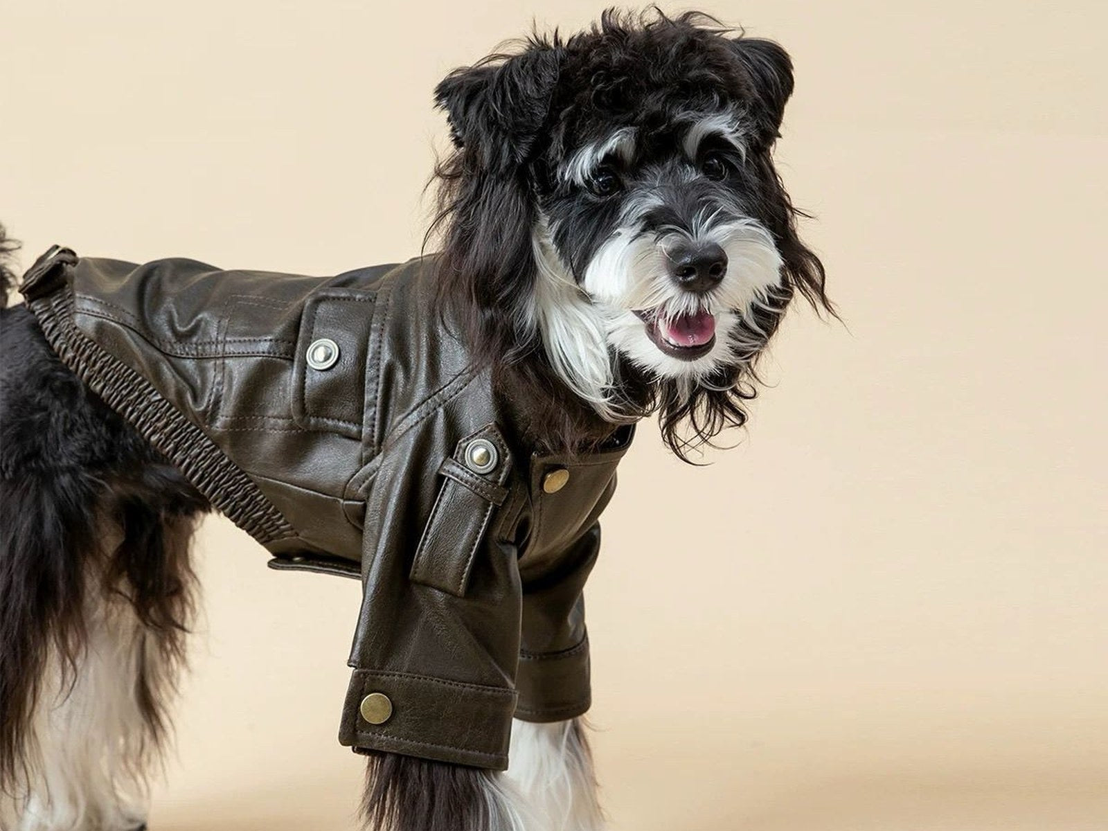 Dog wearing a WarmPawelle pet jacket